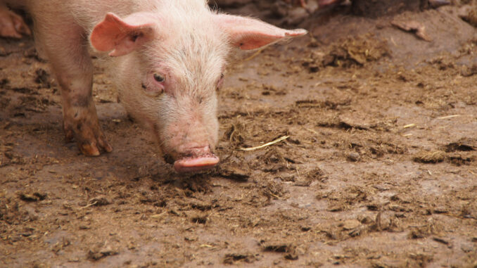 frenar contaminación porcina