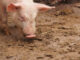 frenar contaminación porcina