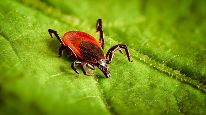 garrapatas acecha Japón