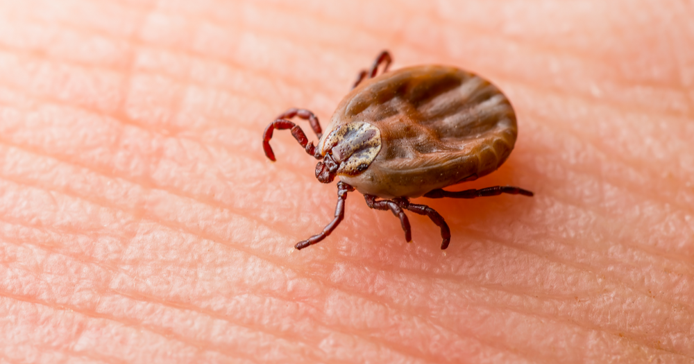 garrapatas acecha Japón