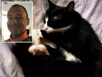 Médico atiende gato