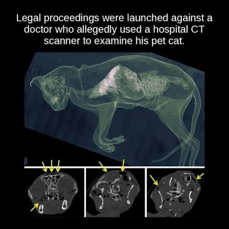Médico atiende gato