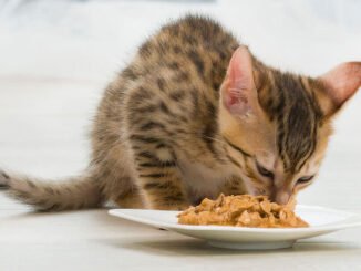dieta para gatos