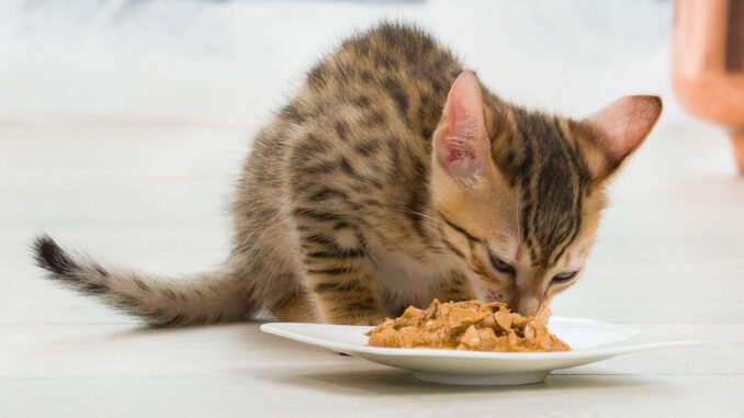 dieta para gatos