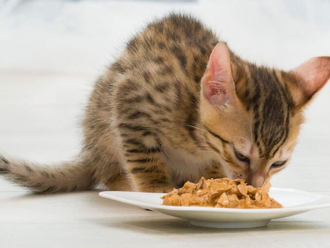 dieta para gatos