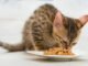 dieta para gatos