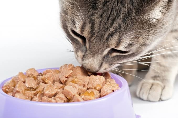 dieta para gatos